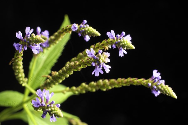 Vervain