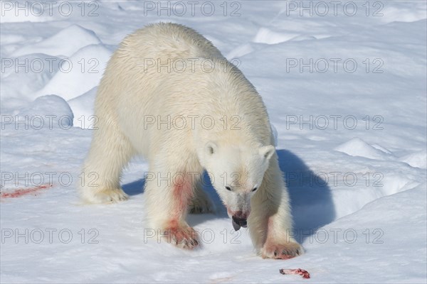 Male polar bear