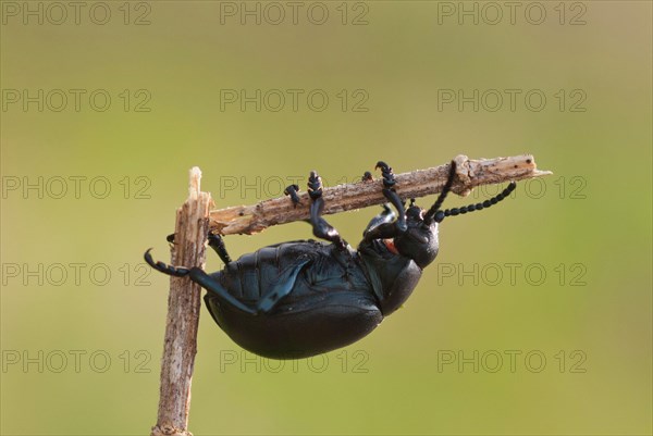 Black beetle