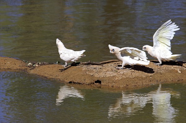 Little corella