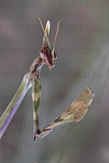 Crested grasshopper