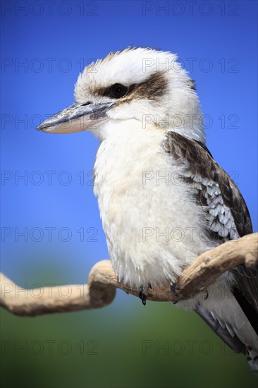 Laughing Kookaburra