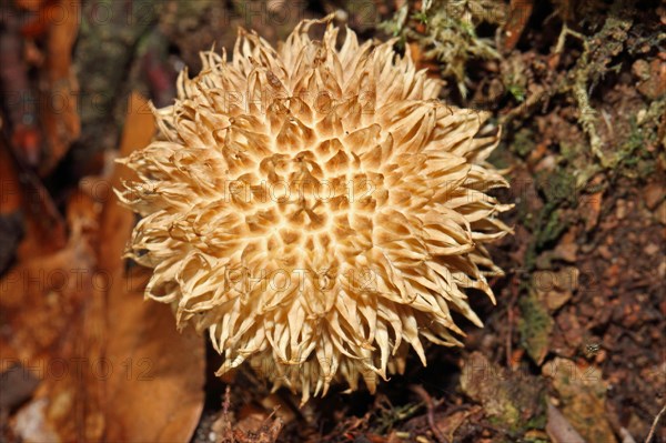 Spiny Puffball