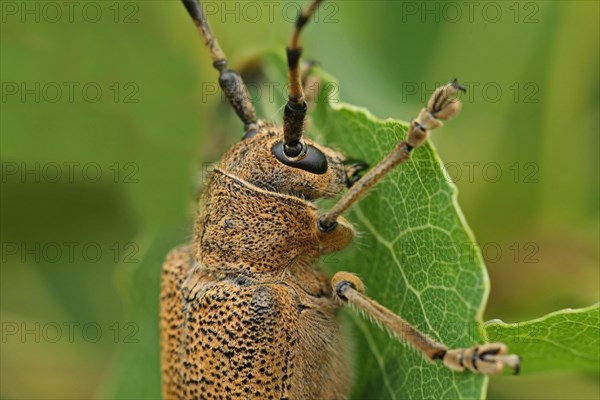 Large poplar buck