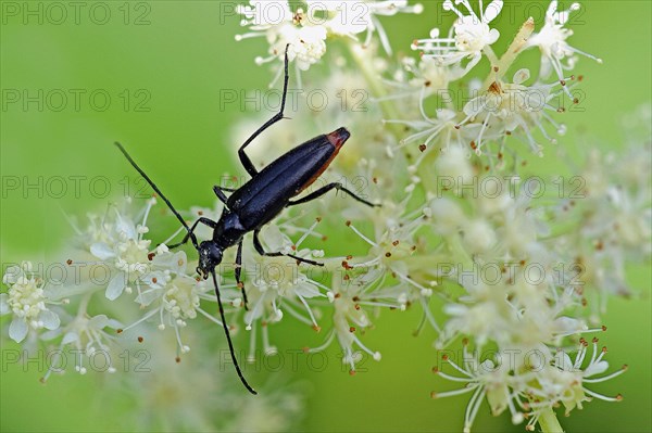 Black lesser buck