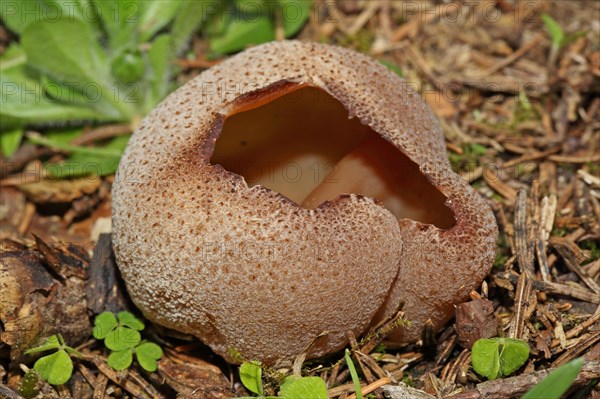 Common Morel Fritillary