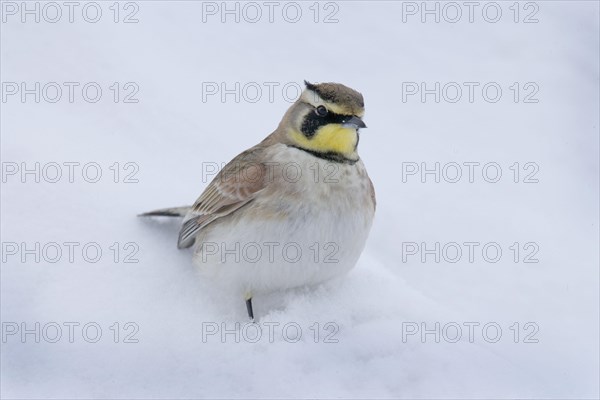 Shore Lark