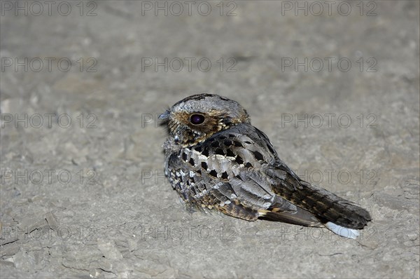 Fiery-necked Nightjar