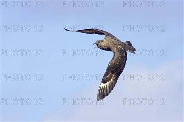 Great Skua