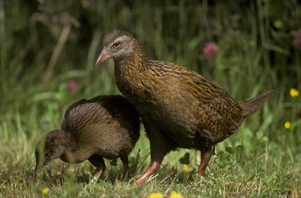 Weka