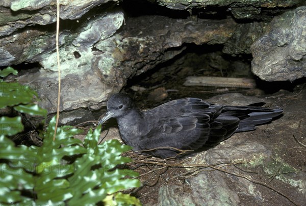 Wedge-tailed Shearwater