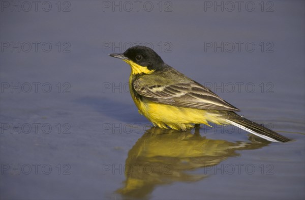 Black-headed Wagtail