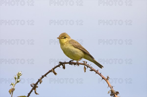 Melodious warbler