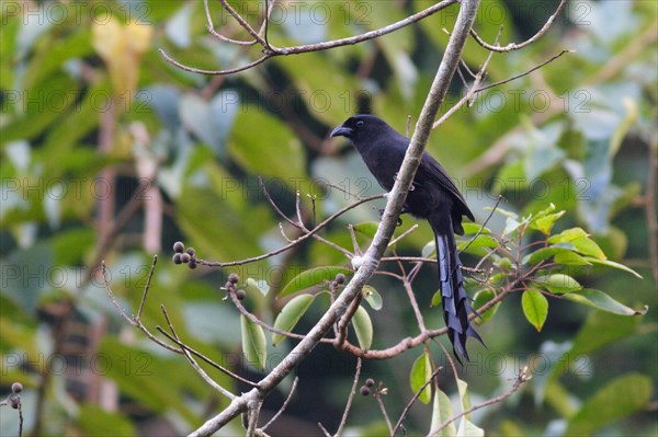 Ladder-tailed Treepie