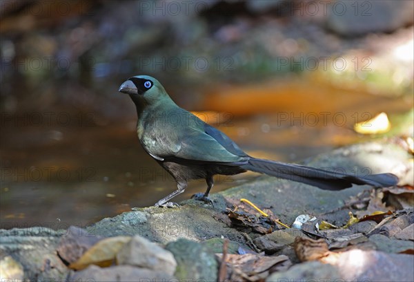 Beater-tailed Treepie