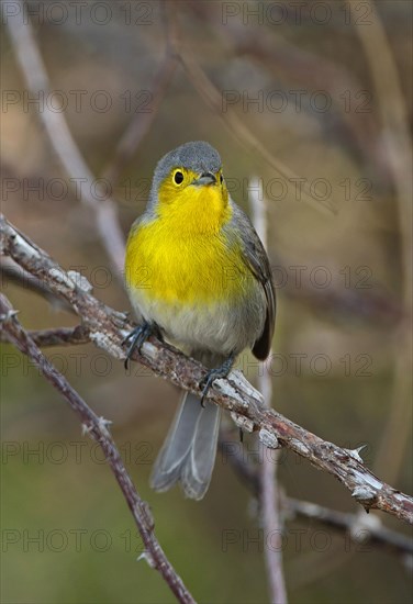 Oriente Warbler