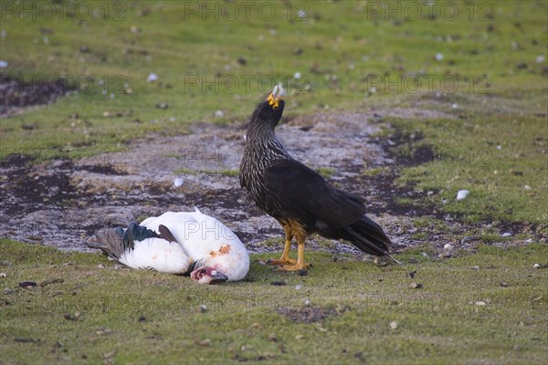 Striated Caracara