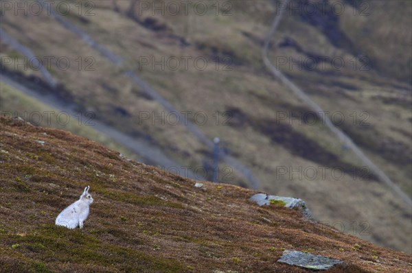 Mountain hare