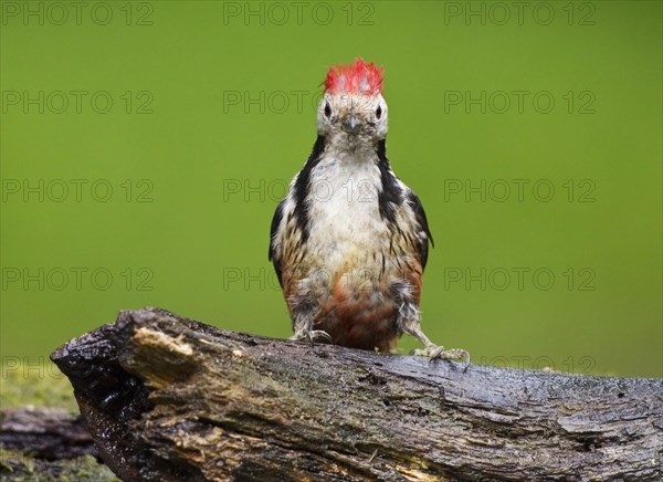 Middle Spotted Woodpecker