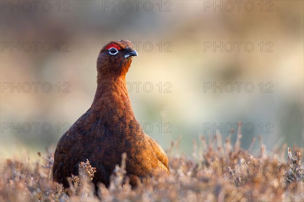 Red Grouse