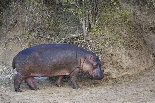 Hippopotamus