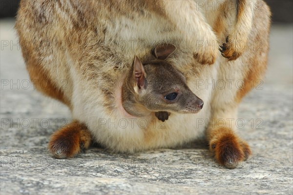 Mareeba rock kangaroo