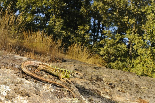 Schreiber's Green Lizard