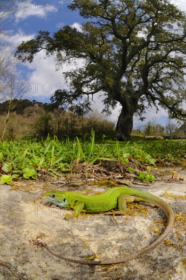 Western green lizards