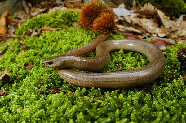 Slow-worm