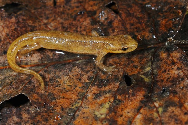 Pond Newt