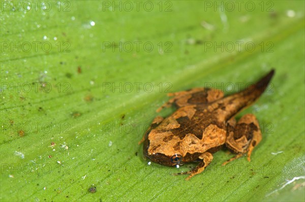 Sheep frog