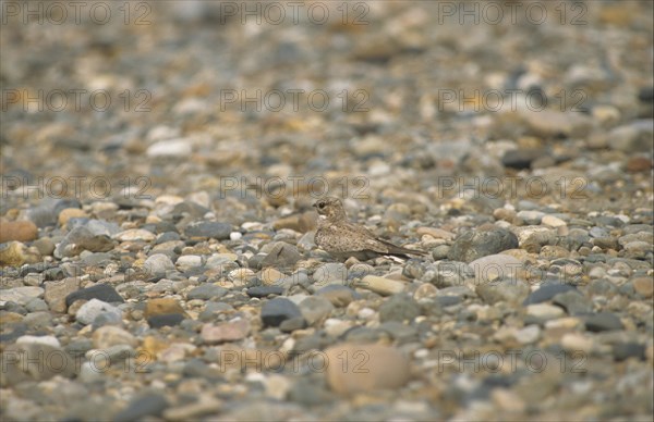 Sand-coloured nighthawk