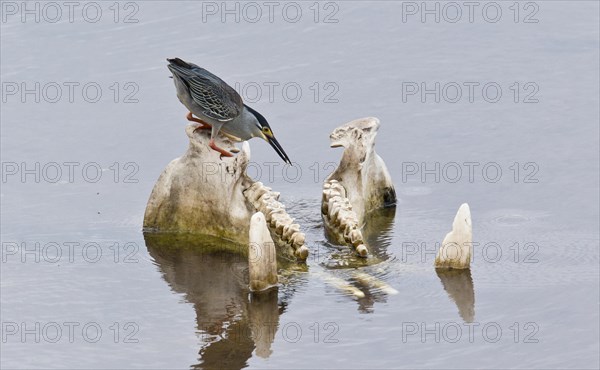 Striated Heron