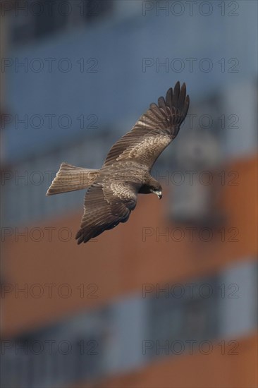 Black-eared Kite