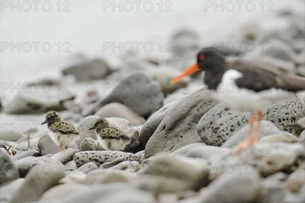 Eurasian eurasian oystercatcher