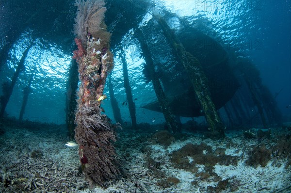 Coral growing on jetty stantions