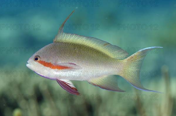 Flagfish