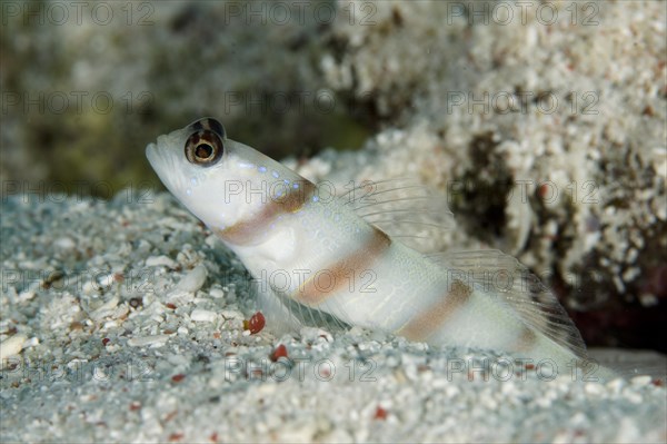 Steinitz' sentinel goby