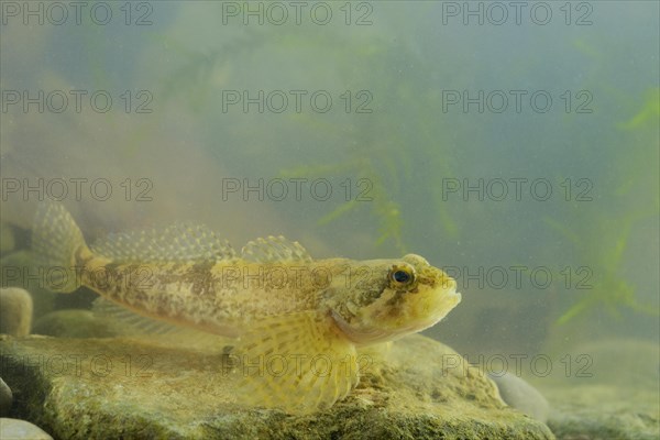 Barje Sculpin