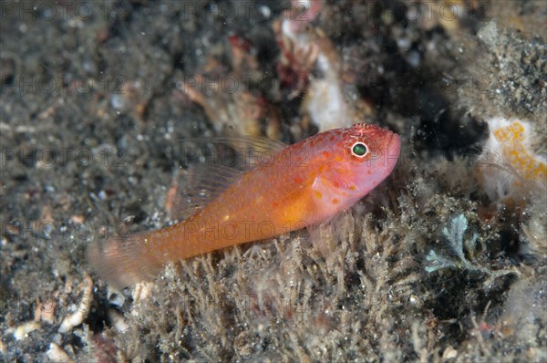 Coral Goby