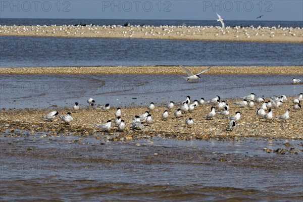 Sandwich Terns gather on the pebble spit on Scolt Head Island