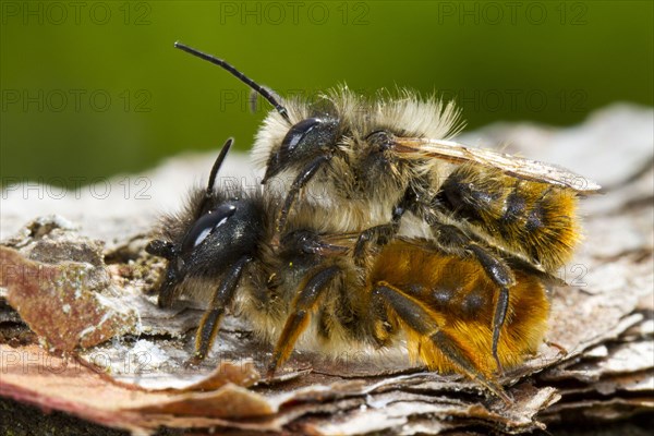 Red Mason Bee