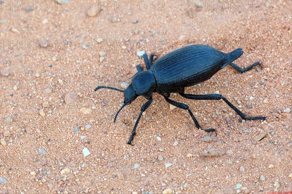 Darkling Beetle