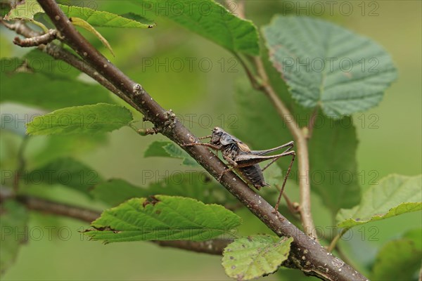 Dark Bush-cricket