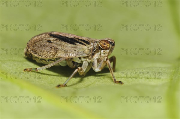 True beetle cicada