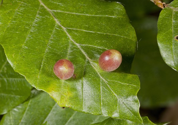 Galls of beech