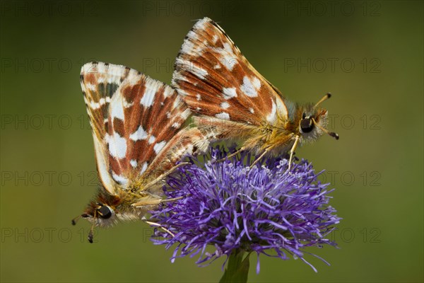 Red submersible skipper