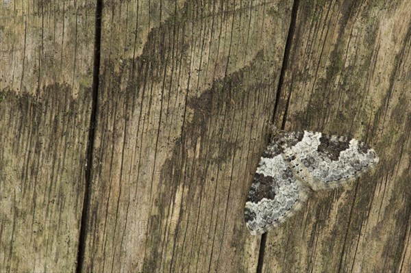 Garden carpet