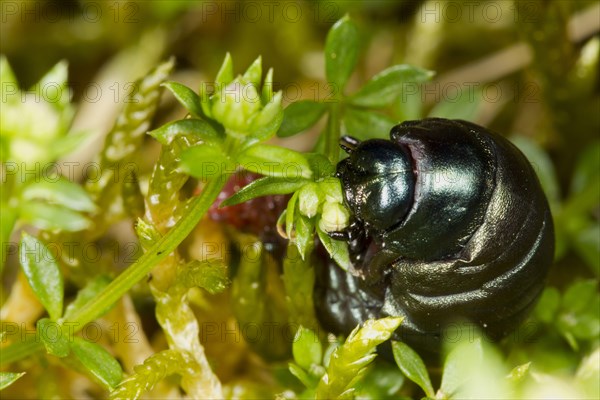 Bloody-nosed beetle