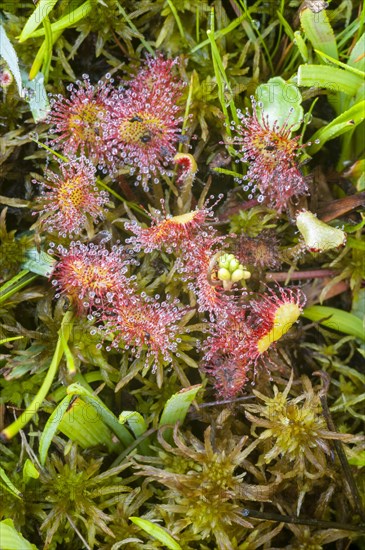 Round-leaved Sundew